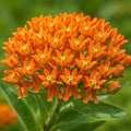 Orange Butterfly Weed - 6-12" Tall Live Plant - Gallon Pot by Unknown