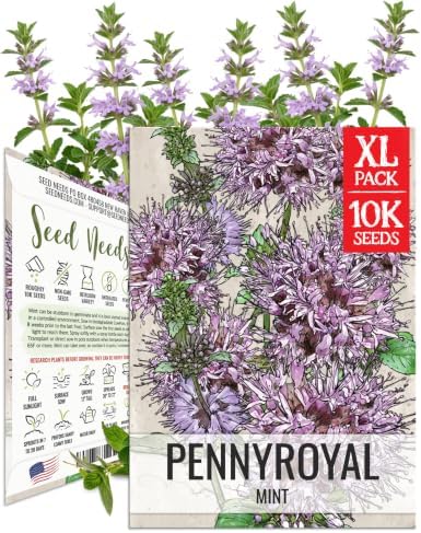Seed Needs Pennyroyal Mint Seeds to Plant Non-GMO & Heirloom Herbs XL Pack by SeedNeeds