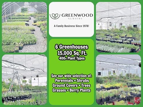 Greenwood Nursery: Live Perennial Plants - 'Mesa Bright Bicolor' + Gaillardia x Grandiflora - [Qty: 3X Pint Pots] - (Click for Other Available Plants/Quantities) - Image 5
