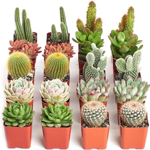 Shop Succulents Premium Live Mini Cactus and Succulent Plants in 2" Pots, Easy Care Indoor or Outdoor Gardening, Terrariums, Favors, & Contemporary Spaces with Hardy, Resilient Varieties, Pack of 20 - Image 2
