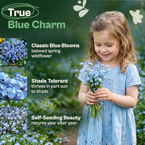 SVI 5000 Forget Me Not Seeds (Myosotis sylvatica) – Forget Me Not Flowers, Blue Wildflower Seed Packets Bulk – Heirloom Flower Seeds for Flower Garden, Outdoor Garden Borders & Ground Cover - Image 2