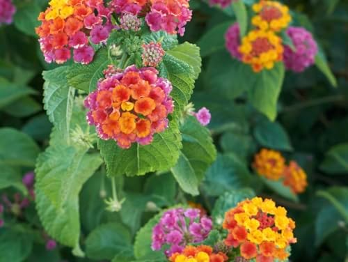 Lantana Plants Live - Irene Pack of 3 Lantana Live Plants for Planting - 4-6 Inches Tall - Attracts Butterflies, Perfect for Containers, Low Maintenance - Image 5