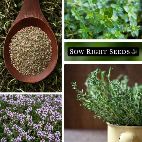 Sow Right Seeds - Thyme Seed for Planting Home Perennial Herb Garden 2pk - Image 4