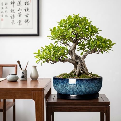 Bonsai Pots, 10 Inch Ceramic Succulent Pots with Saucer, Blue - Image 3