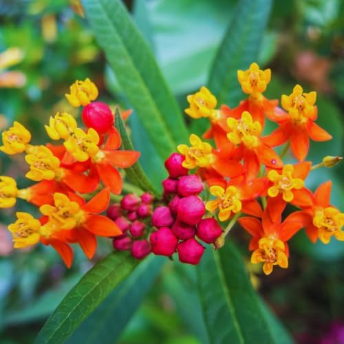 2 Milkweed Live Plants, Flower Plant, 4-6 Inch Tall - Image 2