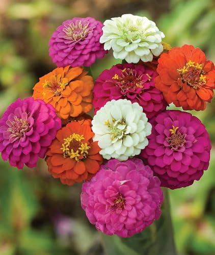 1000+ Zinnia Dahlia Seeds Flower Seeds for 2026 Planting, 0.35 Oz, 5 Varieties (Pink, Yellow, Orange, White, Purple), 10G Mixed Colors and Large Blooms, Open Pollinated - Bulk - Image 2