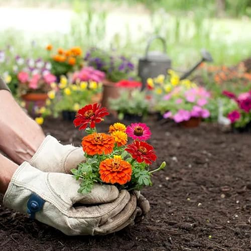 Meekear 5 Kit - Growing into Shasta Daisy, Cornflower, Sunflower, Zinnia, Lavender for Indoor Outdoor Garden DIY Gifts - Image 7