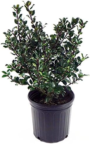 Ilex X meserveae 'Blue Prince' (Blue Holly) Evergreen, #3 - Size Container - Image 3