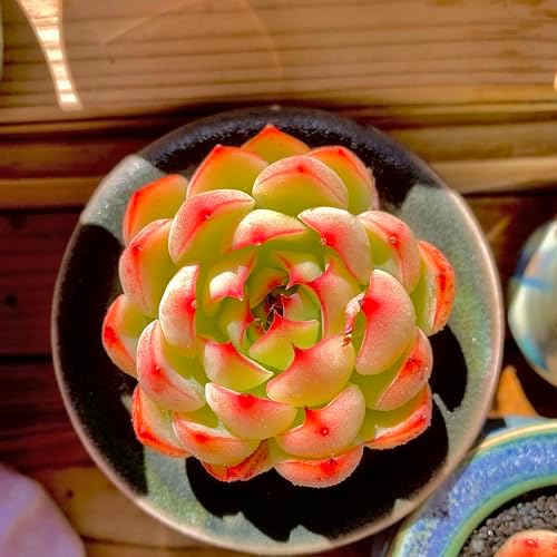 FWPP Live Succulent Plants Echeveria Soul Fairy, Rare Pink Mini Rosette Succulent, 2.5in Bare Root Plant, No Pot Soil, Home Office Bedroom Garden Decor, Easy Care Indoor Houseplant for Plant Lovers - Image 4
