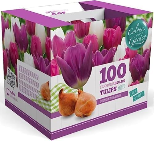 100 Tulip Mix Flower Bulb Box with Easy Carry Handle - Purple, Pink and White Mixed Colors - Weeks of Easy to Grow Flowers - Plant in Gardens, Containers & Flowerbeds - Planting Instructions Included by WillardMay