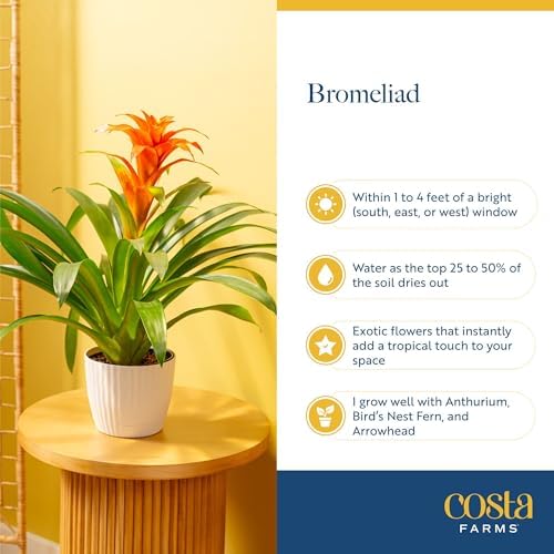 Costa Farms Bromeliad, Live Indoor Plant, Easy Care, Home Decor - Image 6