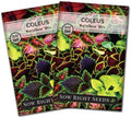 Sow Right Seeds- Rainbow Coleus Seeds for Planting Indoor Shade Flowers 2pk by SowRightSeeds