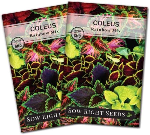 Sow Right Seeds- Rainbow Coleus Seeds for Planting Indoor Shade Flowers 2pk by SowRightSeeds