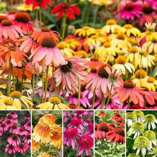 285+ Echinacea Coneflower Seeds for Planting Outdoor Drought-Tolerant Perennial Native Wildflower Seeds for Natural Gardens by BuggyBeds
