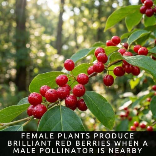Spicebush Seeds for Planting | 100 Seeds | Lindera Benzoin Native Shrub - Image 6