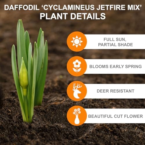 Garden State Bulb Narcissus Cyclamineus Jetfire Mix Daffodil Flower Bulbs, 12/14cm (Bag of 25) - Image 2