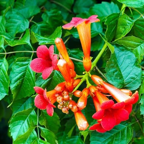 100+Hummingbird Trumpet Vine Plant Seeds-Trumpet Creeper Seeds Non-GMO Heirloom Flower Seed - Image 3