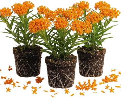3 Orange Milkweed Live Plants, Milkweed Flower Plant, 5-7 Inc by PlantsSeedsBulbs