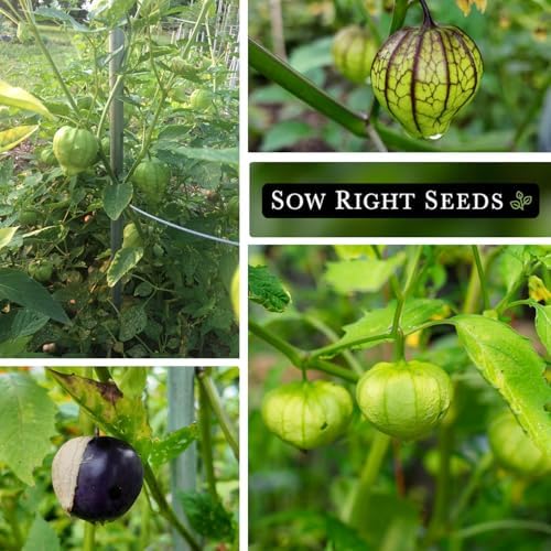 Sow Right Seeds - Tomatillo Seed Collection for Planting Vegetable Garden - Image 4