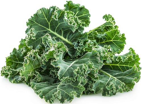 1000 Dwarf Blue Curled Scotch Kale Seeds for Planting - Cold-Hardy Curly Leaf Heirloom, Non-GMO, USA Grown by RDR Seeds by RDRSeeds