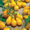 Park Seed Cherry Tomato Seeds, Planting Vegetables, Easy to Grow, Non-GMO, Variety of Colors and Sizes, Spring Garden, Yellow Pear Organic, Pack of 30 by ParkSeed