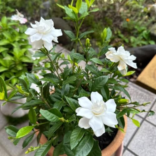 2 Frostproof Jasmine Live Plants, Fragrant Flowering Shrubs, 4-6" Tall - Image 3