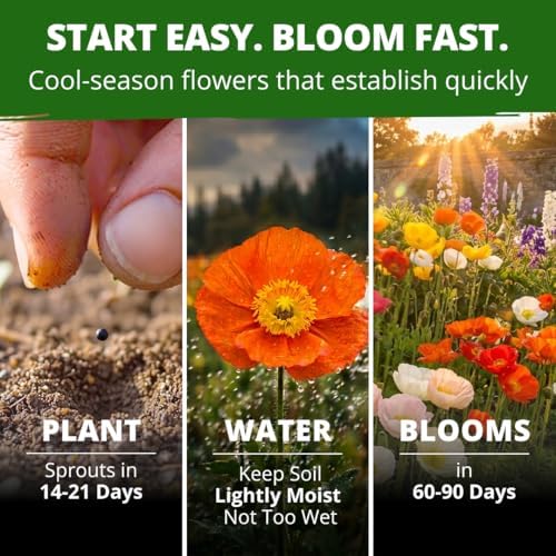 HOME GROWN Iceland Poppy Seeds, 7,000 Seeds, Papaver nudicaule - Image 2