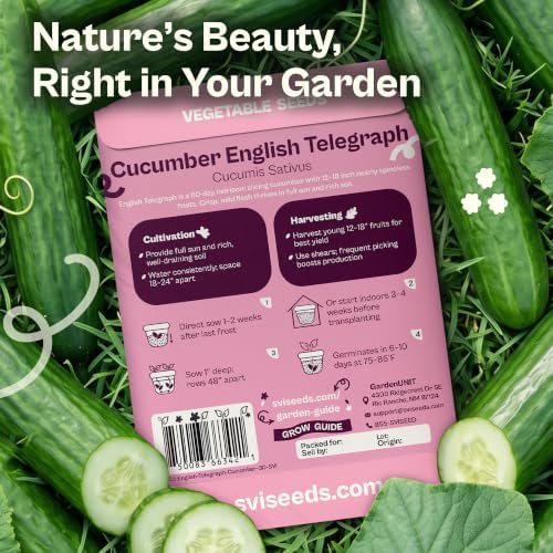 SVI 30 Telegraph English Cucumber Seeds (Cucumis sativus) – English Cucumbers, Cucumber Seed Packets – Heirloom Vegetable Seeds for Home Garden & Vegetable Garden, Raised Beds, Containers - Image 2