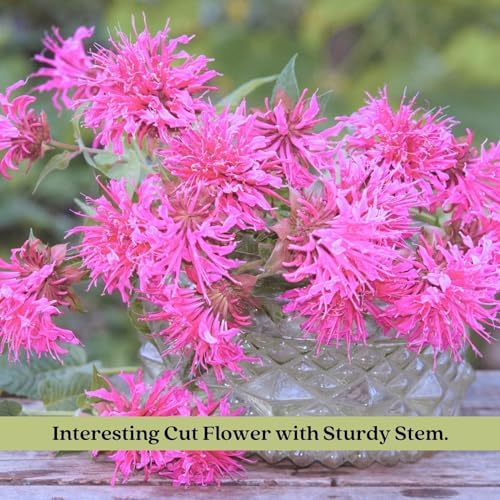 Clovers Garden Bee Balm Balmy Lilac (Monarda) Plants – Two (2) Live Plants – Non-GMO - Not Seeds - Each 4" to 8" Tall – in 4" Inch Pots – Hardy Flowering Perennial, Pollinator Favorite - Image 5
