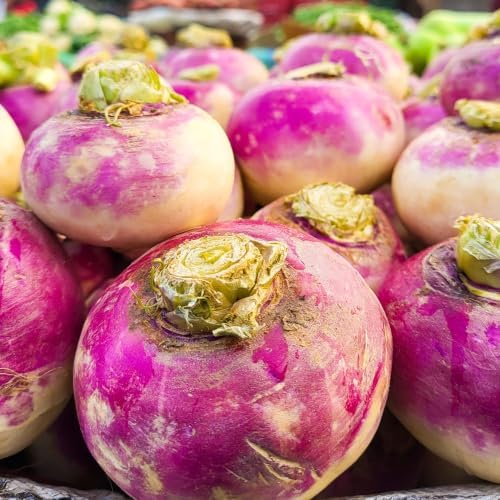 Purple Top White Globe Turnip Seeds for Planting - Heirloom Non GMO - Image 3