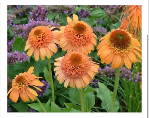 Cantaloupe Supreme Coneflower Live Plant – Echinacea purpurea – Peach-Orange Flowering Native Perennial – Pollinator Friendly – 2.5 Inch Pot - Image 5