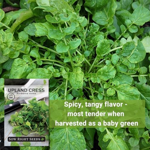 Sow Right Seeds - Upland Cress Seed for Planting Indoor Kitchen Garden - Image 5