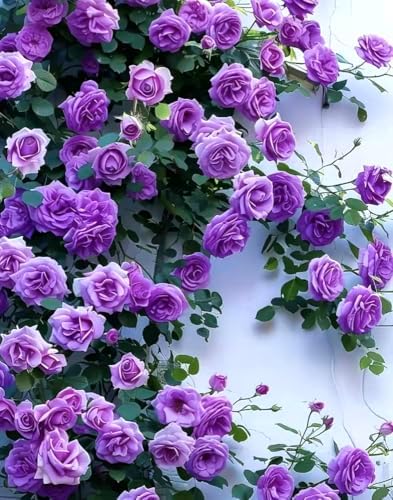 100PCS Purple Climbing Rose Seeds Rare Non-GMO Heirloom Seeds by Unknown