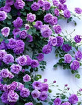100PCS Purple Climbing Rose Seeds Rare Non-GMO Heirloom Seeds by Unknown