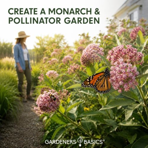 Gardeners Basics Milkweed Seeds for Monarch Butterflies, 4 Native Varieties - Image 6