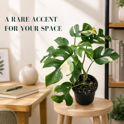 Rhaphidophora Tetrasperma Variegated Live Plant, 4 Inch Mini Monstera - Image 5