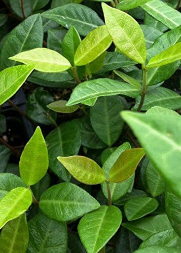 Asiatic Jasmine - 18 Pack (3.25 in. Pots) Evergreen Groundcover Vine - Full Sun Live Outdoor Plant - Image 3