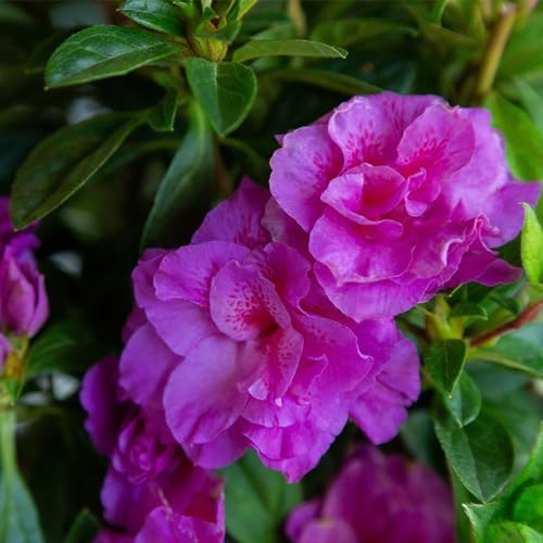 2 Gal. Encore Azalea Autumn Majesty Purple Blooms - Image 2