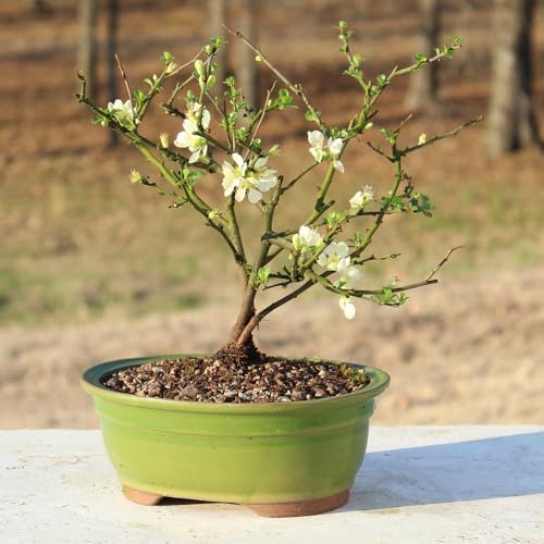 Brussel's Bonsai - Medium Live Bonsai Tree, Potted Outdoor Plant - Image 6