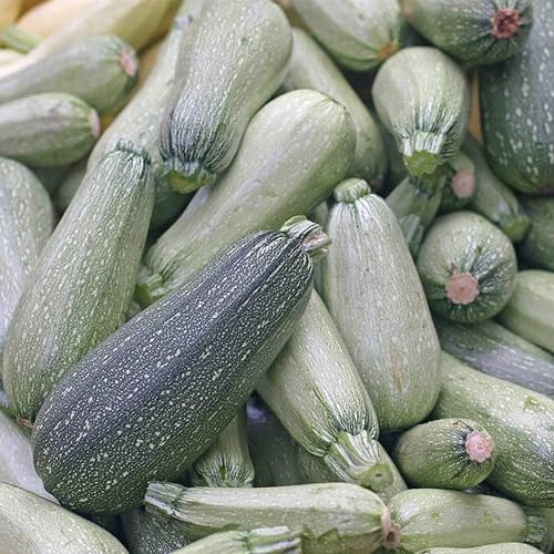 260+ Summer Squash Seeds for Planting - Heirloom Non GMO - Image 2