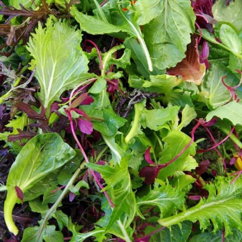 2400+ Lettuce Mix Seeds for Planting - Heirloom Non GMO - Image 4