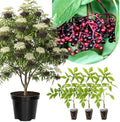 3 Black Elderberry Live Plants, Cold Hardy Berry Bush, 6-12 Inch Tall by GardenNurserySince1996
