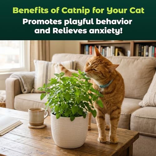 2300 Catnip Seeds for Planting Indoors & Outdoors - Premium Non-GMO Herb Cat Nip Plant Seeds, High Germination Rate - Grow Fresh Cat Grass - Image 5
