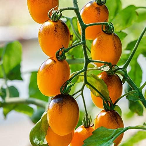 Park Seed Cherry Tomato Seeds, Planting Vegetables, Easy to Grow, Non-GMO, Variety of Colors and Sizes, Spring Garden, Gum Drop Yellow, Pack of 30 by ParkSeed