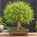 Globe Willow Tree Cuttings for Bonsai – Live Salix Cuttings for Rooting – Fast Growing Willow Bonsai Starter – Grow Your Own Ornamental Bonsai Tree by CZGrain