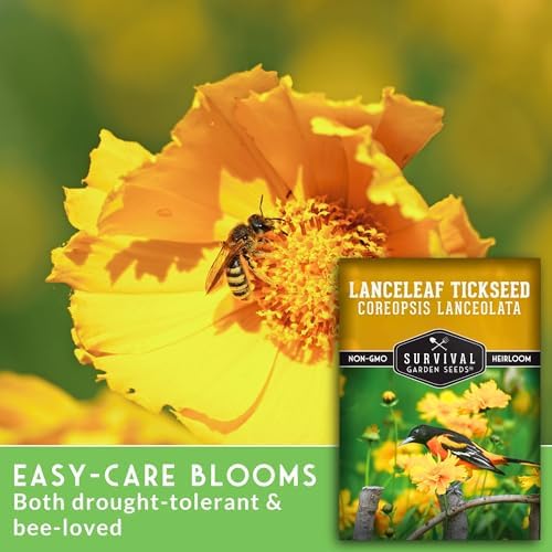 Lanceleaf Tickseed Seeds for Planting, Coreopsis Lanceolata - 1 Pack - Image 3