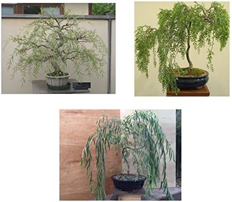 Bonsai Willow Tree Bundle - 3 Large Trunk Bonsai Tree Cuts - Get one Each Weeping, Australian, Dragon - Ready to Plant - Indoor/Outdoor Bonsai Tree's - Image 6