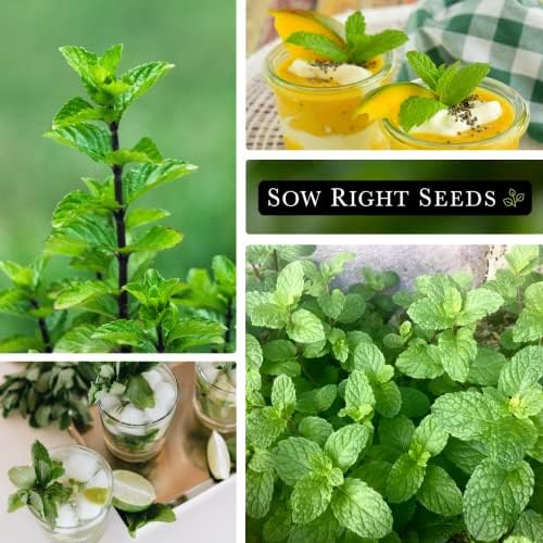 Sow Right Seeds - Mint Seed for Planting Outdoor Indoor Perennial Herb 3pk - Image 4
