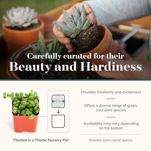 Shop Succulents | Verde Collection | Assortment of Hand Selected, Fully Rooted Live Indoor Green Succulent Plants, 40-Pack - Image 4