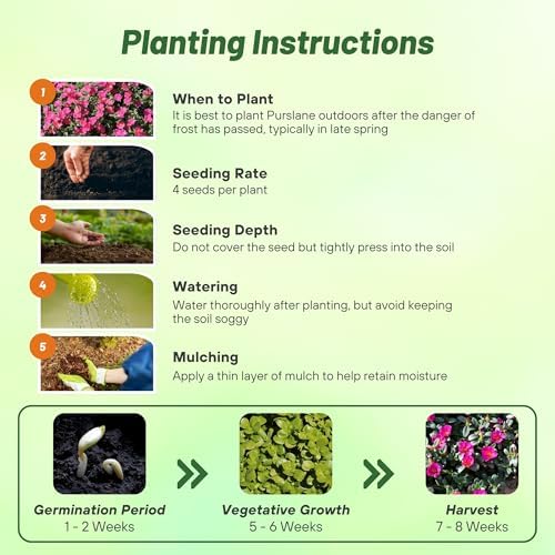 Outsidepride Fuchsia Purslane Seeds for Planting - 50 Pcs Annual, Easy to Grow, Vitamin-Rich & Drought Tolerant Succulent Seeds for Culinary, Xeriscaping, Containers & Hanging Baskets - Image 4